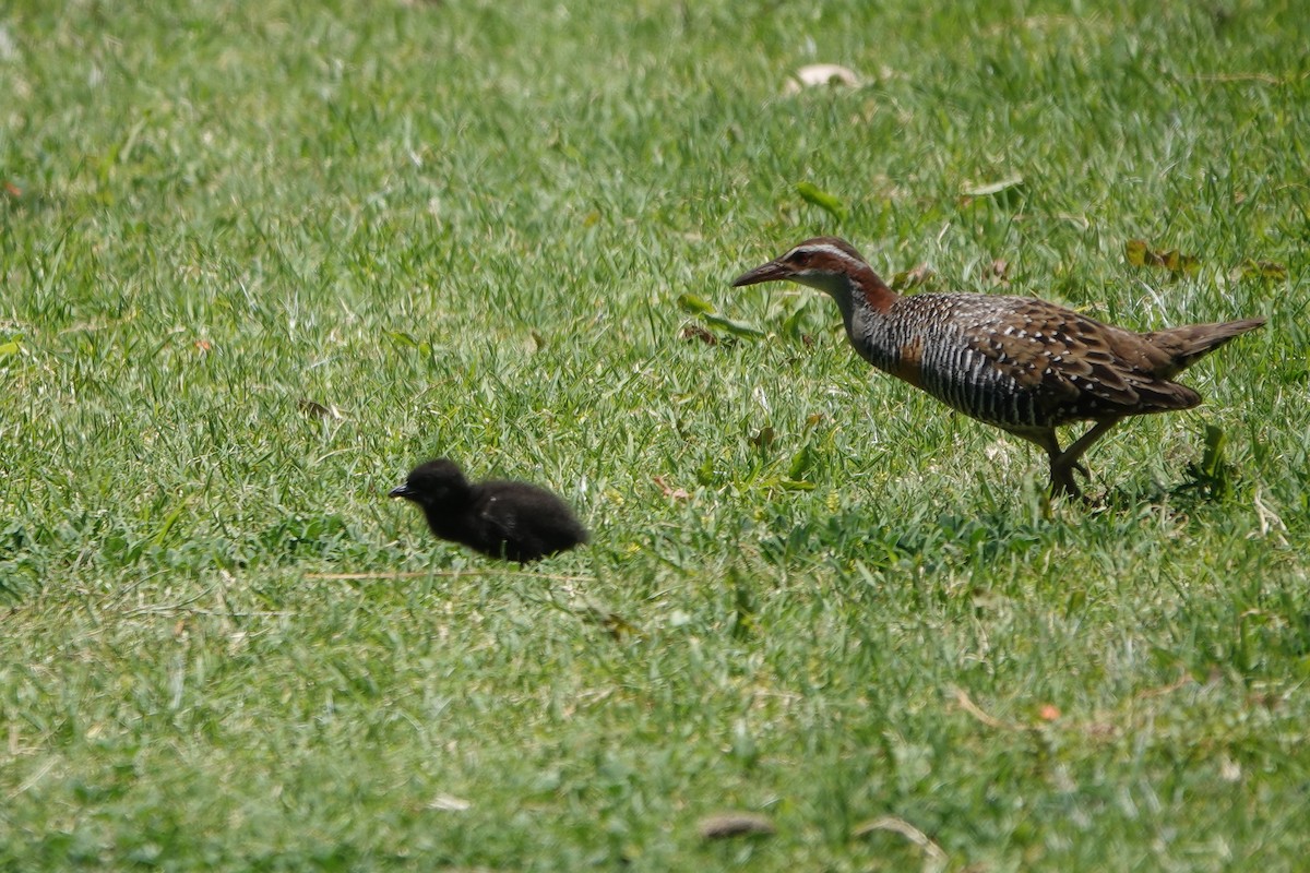 Buff-banded Rail - ML645199664