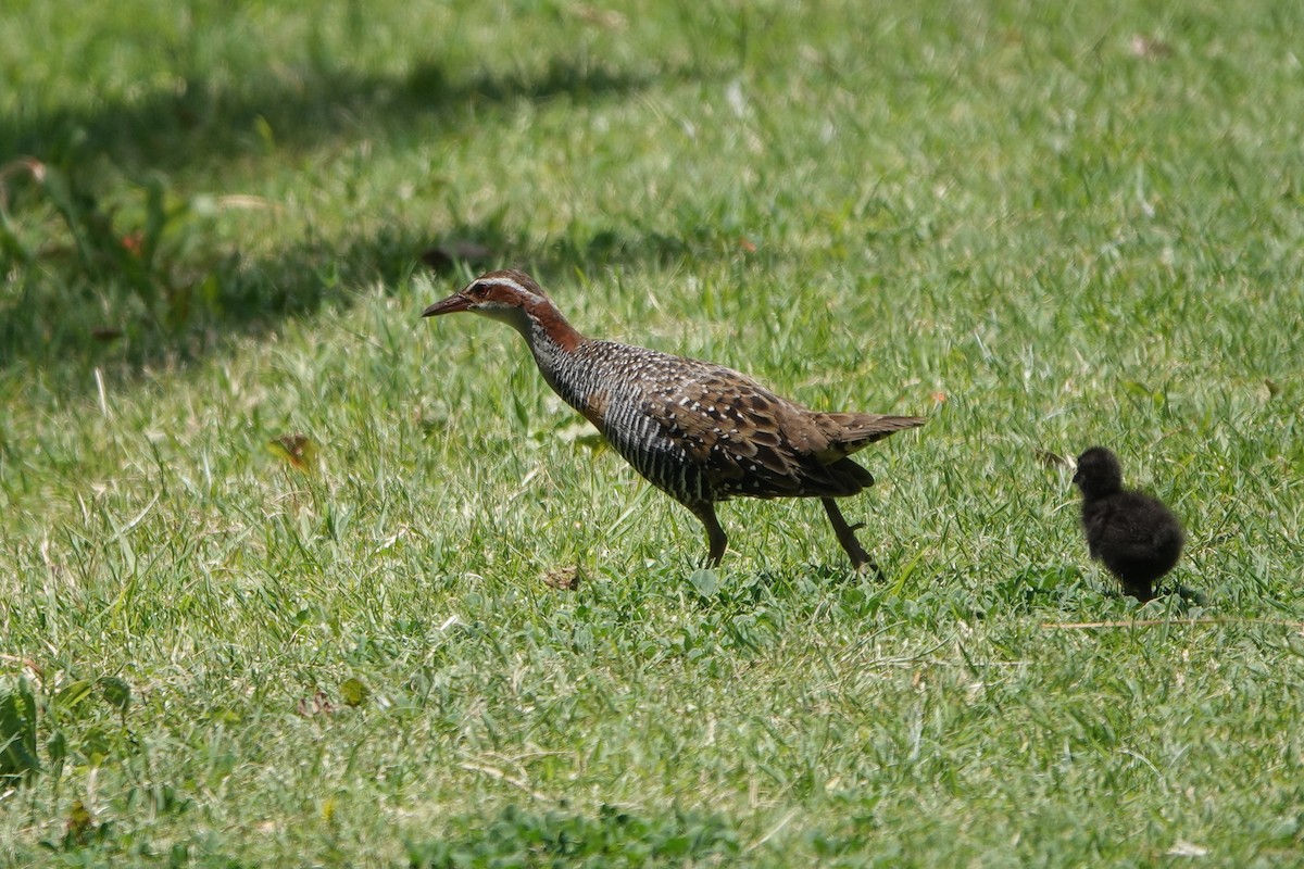 Buff-banded Rail - ML645199666