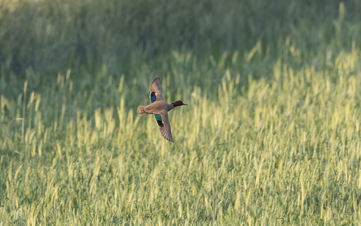 Alzavola americana - ML645199692