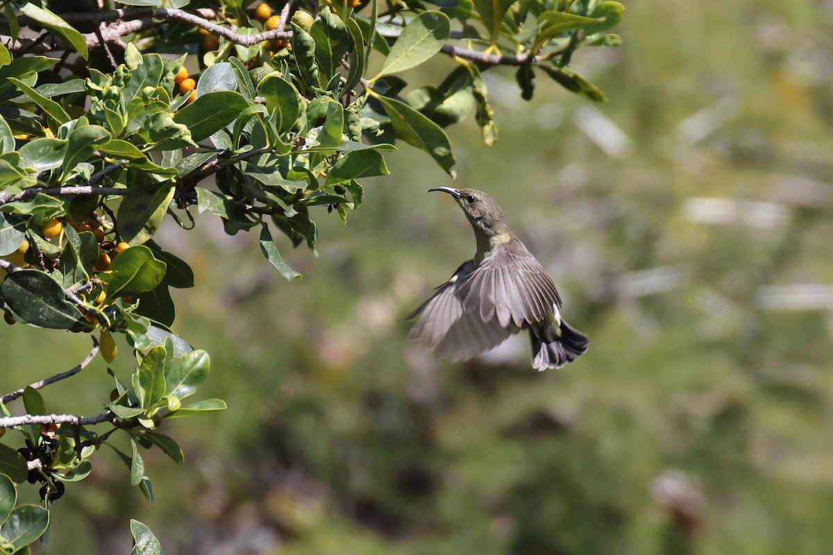 Doğulu Miombo Nektarkuşu - ML645199694