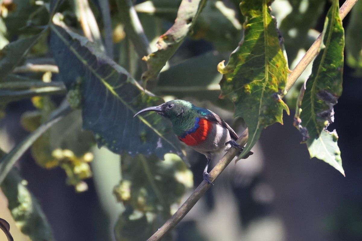 Doğulu Miombo Nektarkuşu - ML645199695
