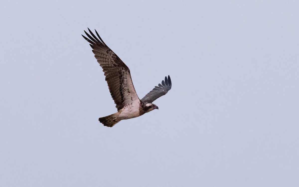 Falco pescatore - ML645199696