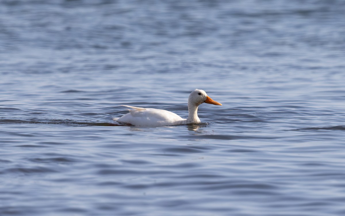 Germano reale - ML645199703