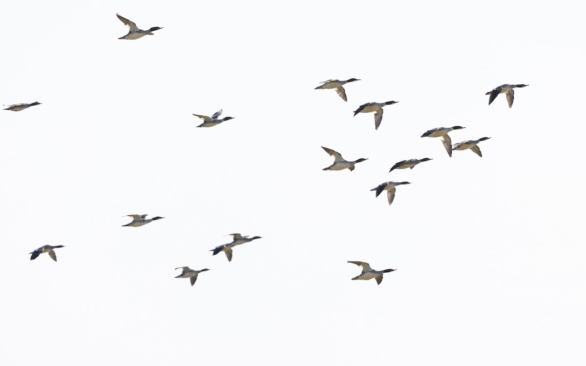 Smergo maggiore - ML645199704