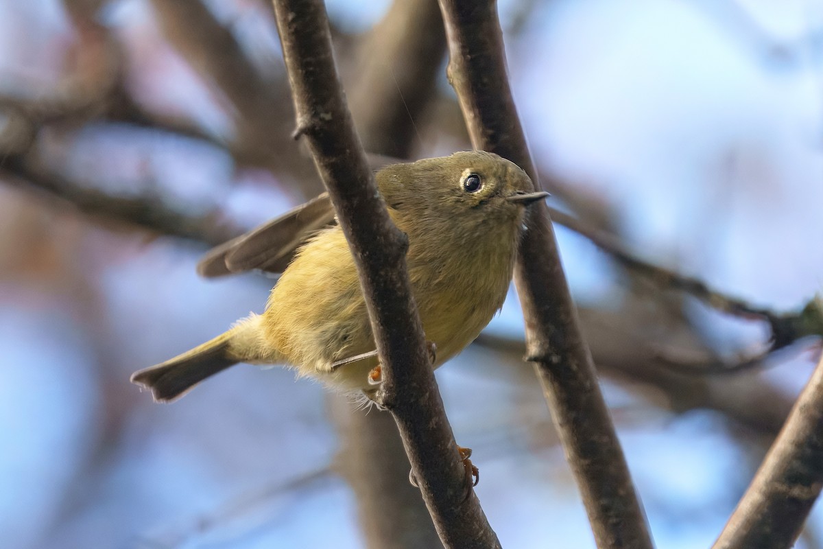 Ruby-crowned Kinglet - ML645199710