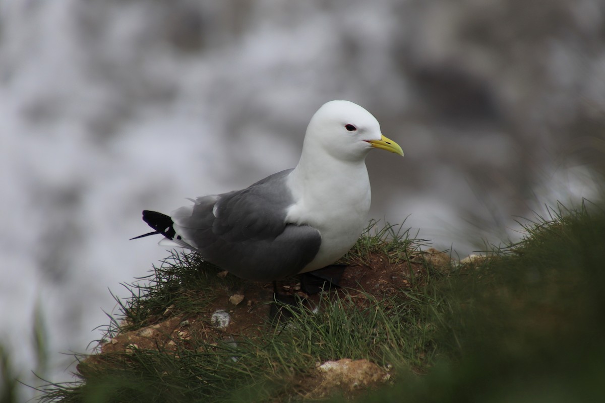 krykkje - ML645199745