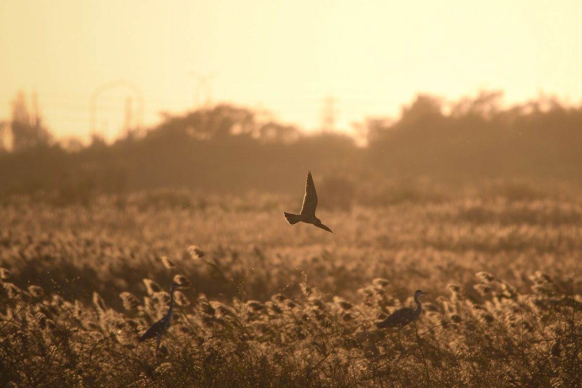 sokol stěhovavý - ML645199785