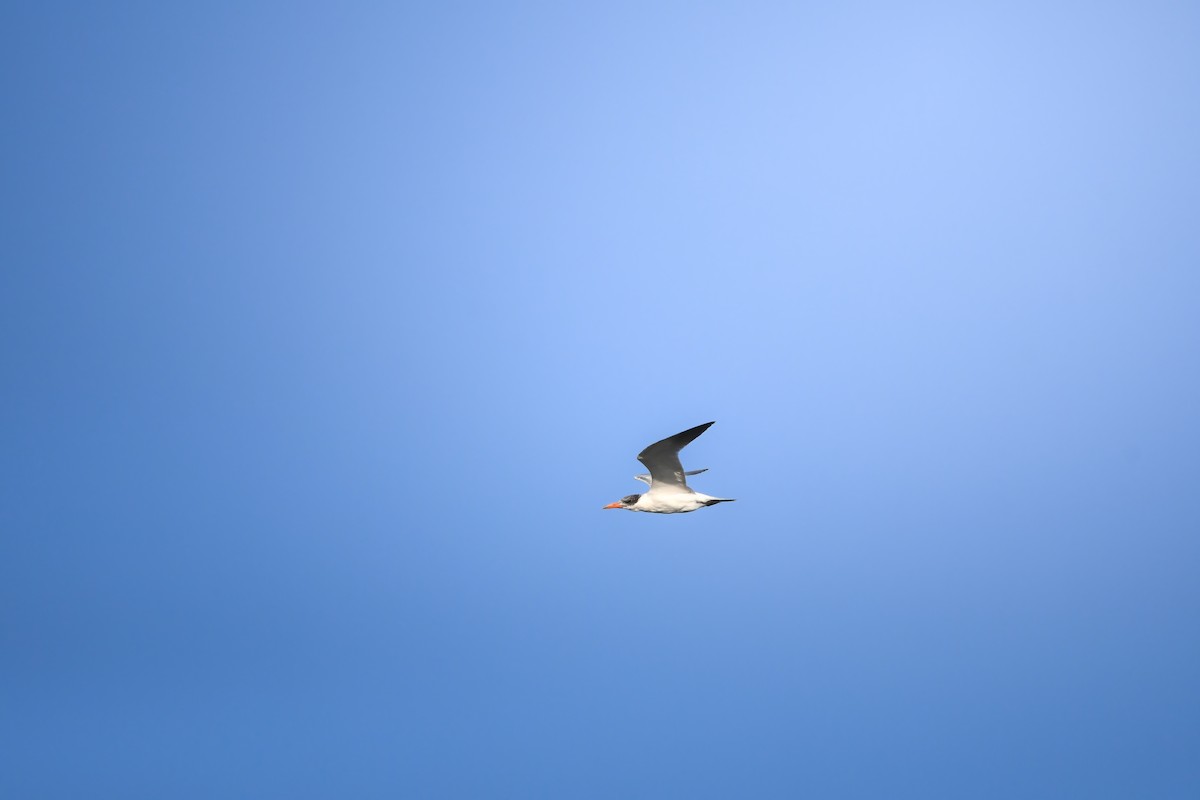 Hazar Sumrusu - ML645199820