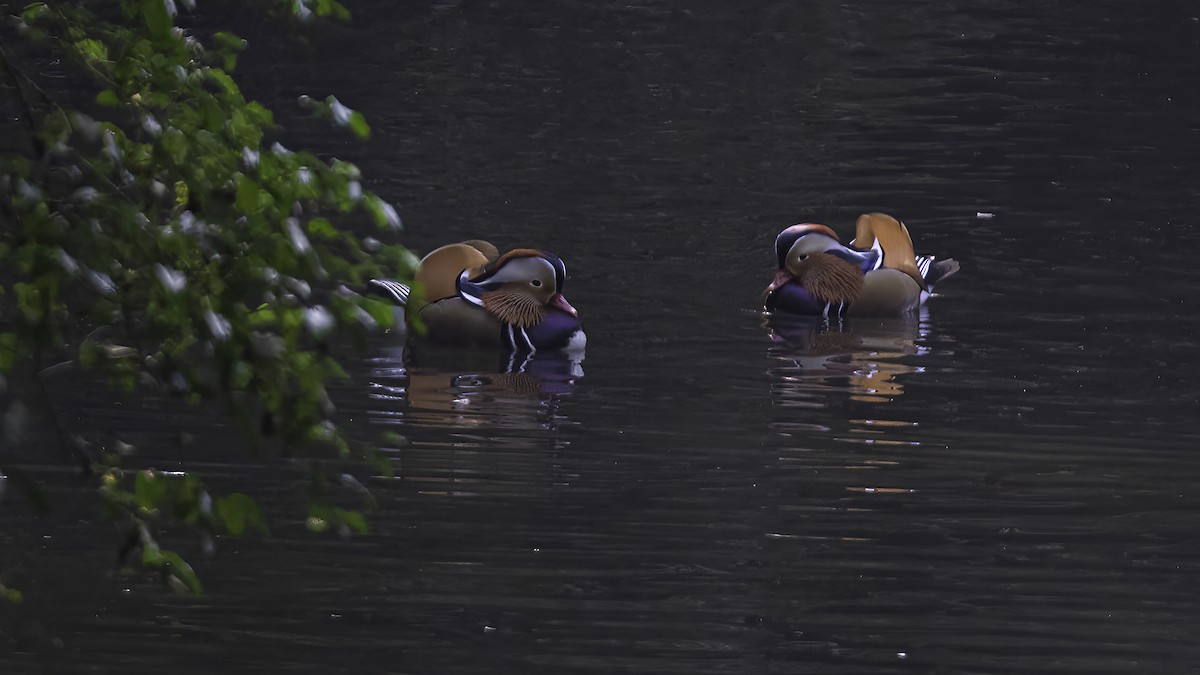 Mandarin Duck - ML645199927