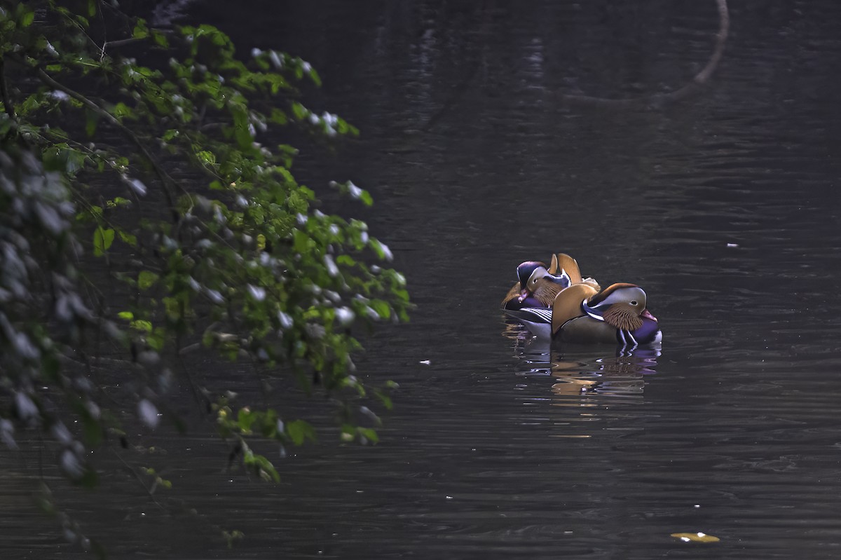 Mandarin Duck - ML645199928