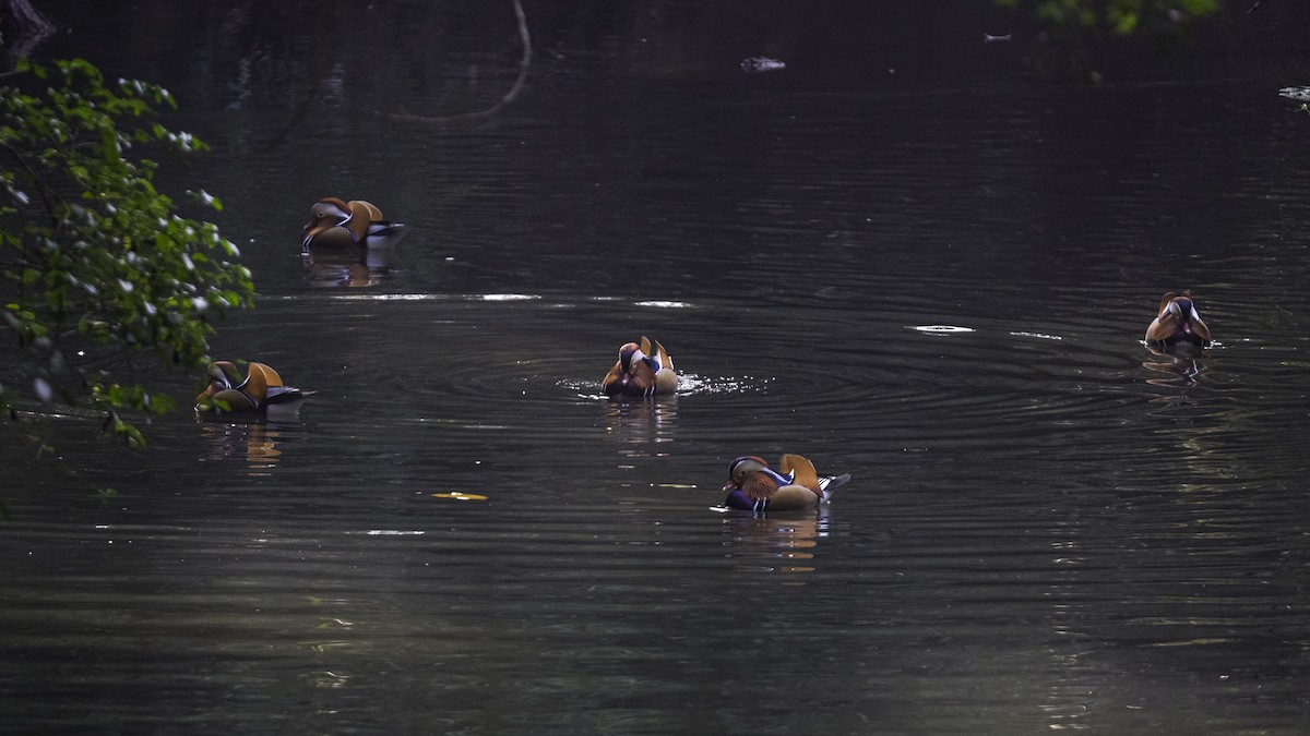 Mandarin Duck - ML645199929