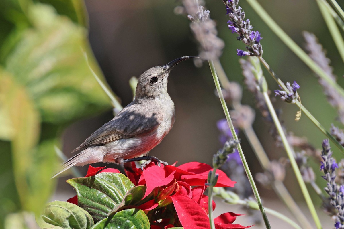 Doğulu Miombo Nektarkuşu - ML645199955