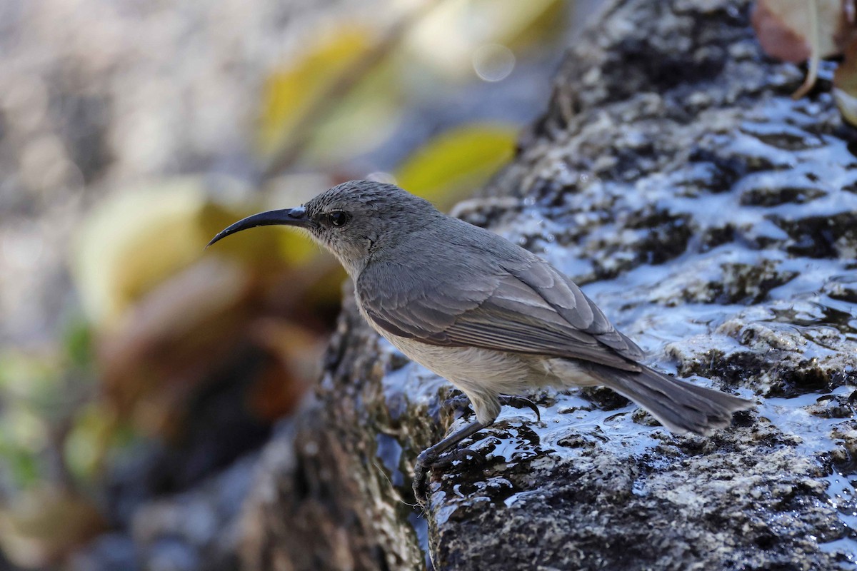 Doğulu Miombo Nektarkuşu - ML645199956