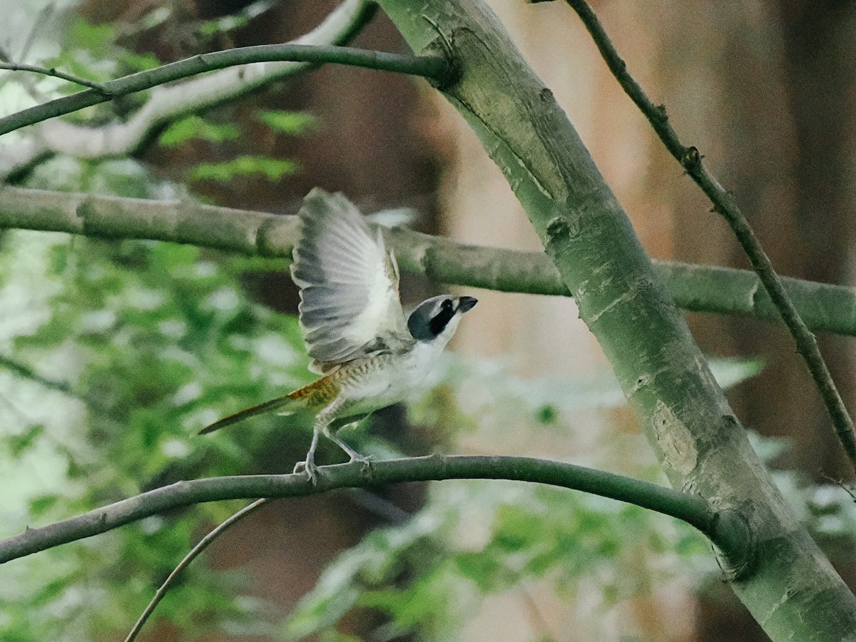 Tiger Shrike - ML645199957