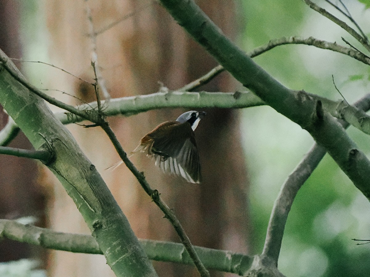 Tiger Shrike - ML645199958