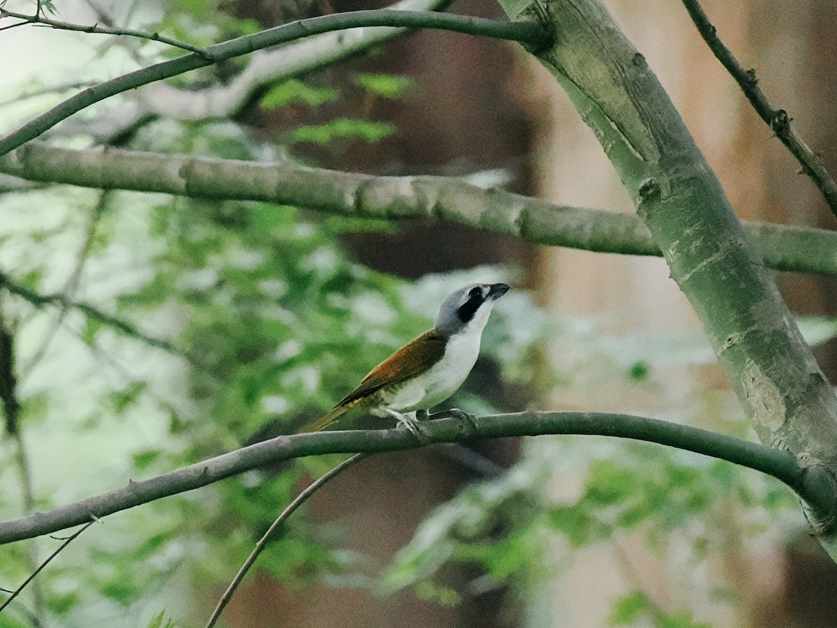 Tiger Shrike - ML645199959