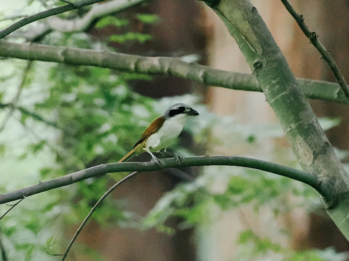 Tiger Shrike - ML645199960