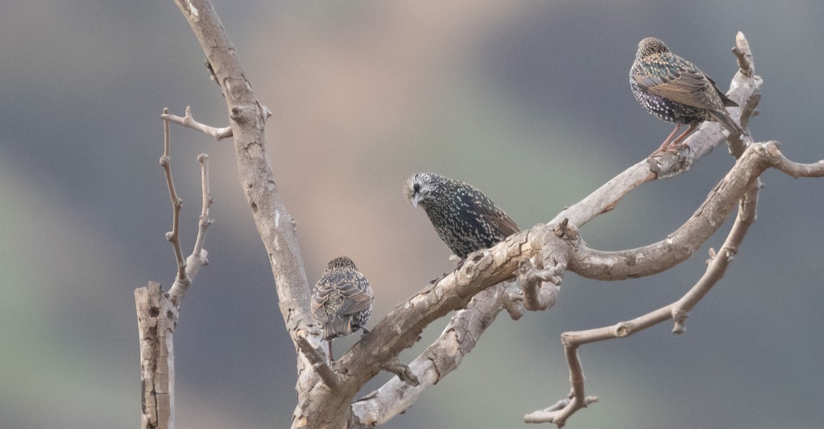 Storno - ML645199968