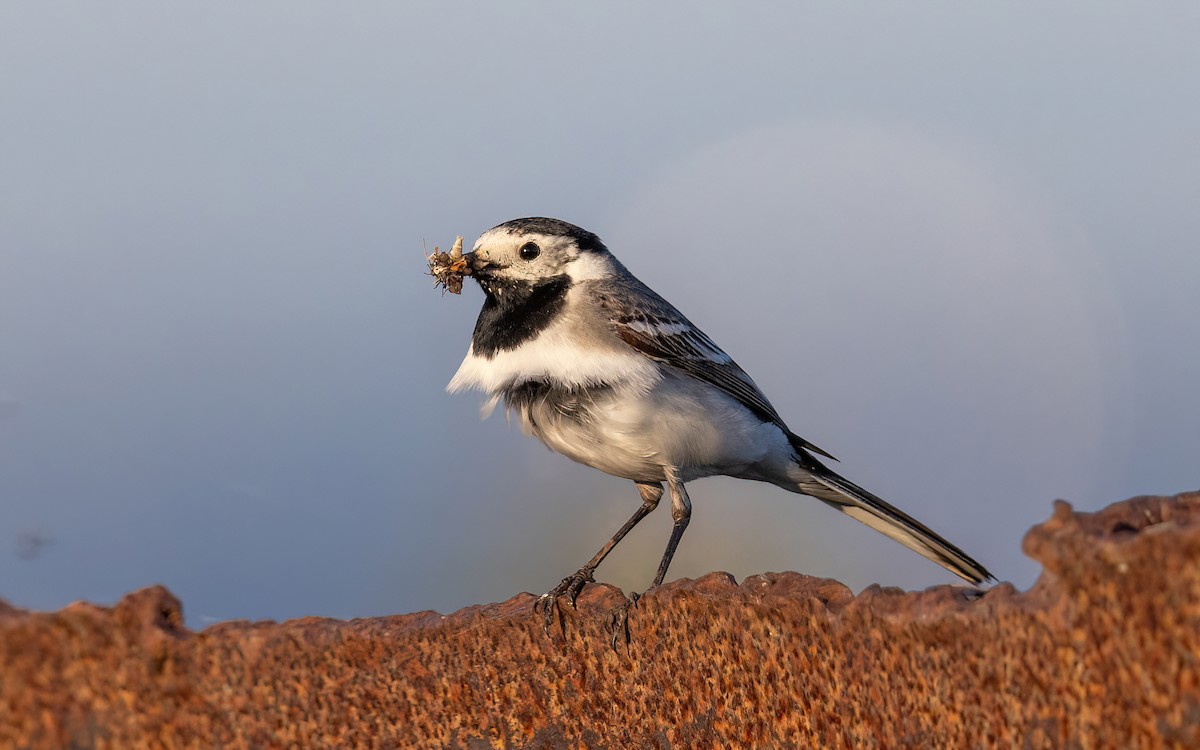 Ballerina bianca - ML645199979