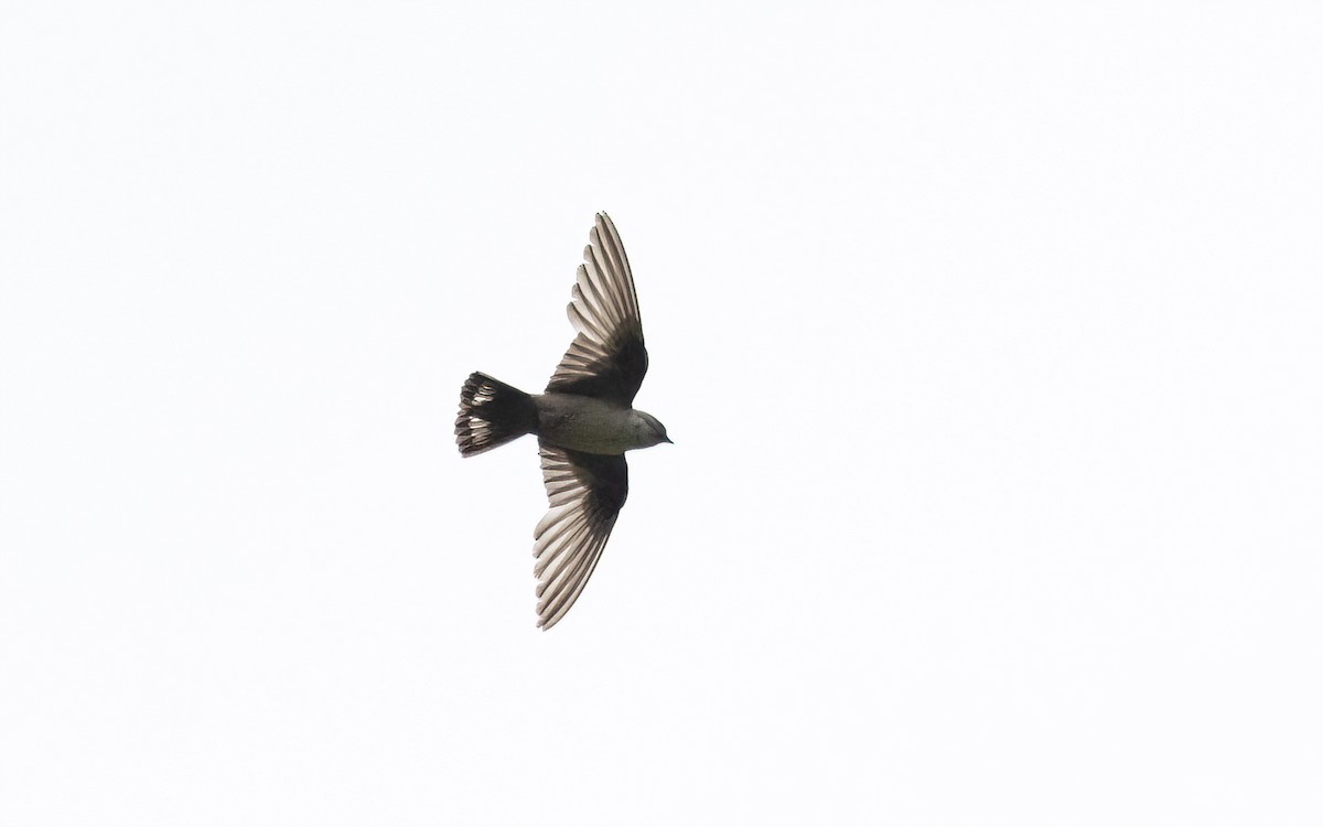 Eurasian Crag-Martin - ML645200024