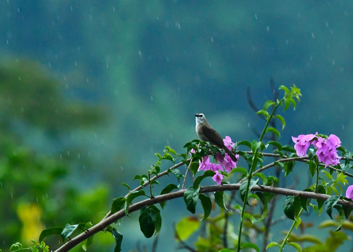 Yellow-vented Bulbul - ML645200033