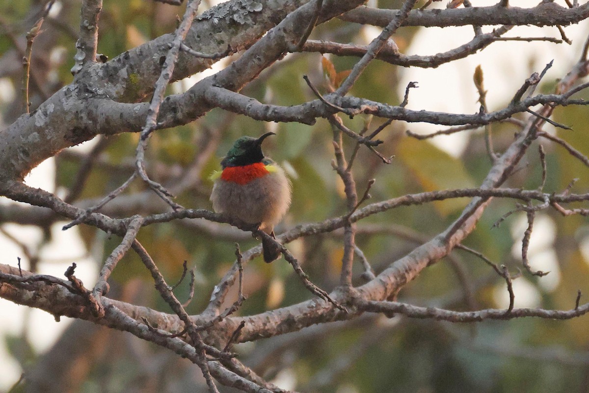 Doğulu Miombo Nektarkuşu - ML645200042