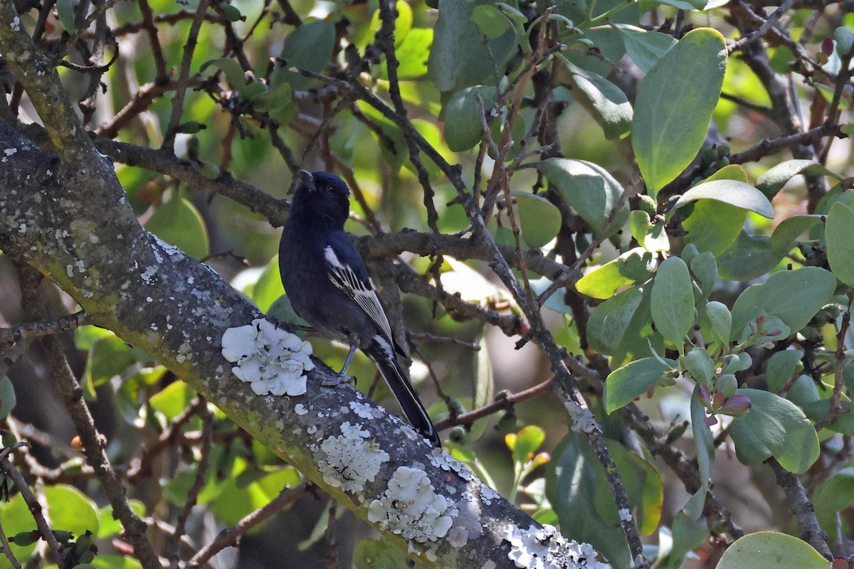 Чёрная синица - ML645200049