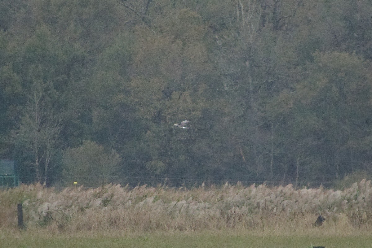 mørkmyrhauk - ML645200107