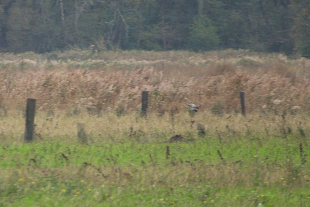 mørkmyrhauk - ML645200108