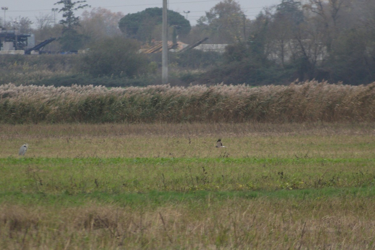 mørkmyrhauk - ML645200109