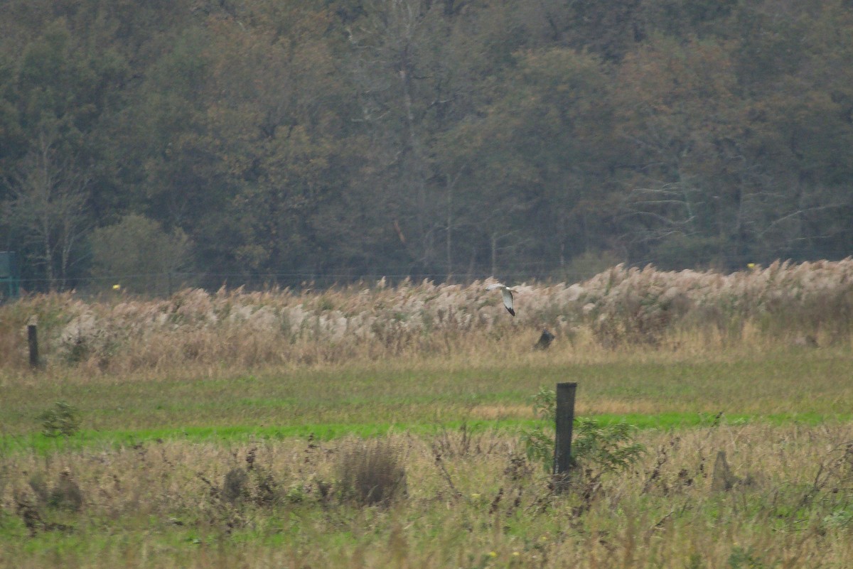 mørkmyrhauk - ML645200110