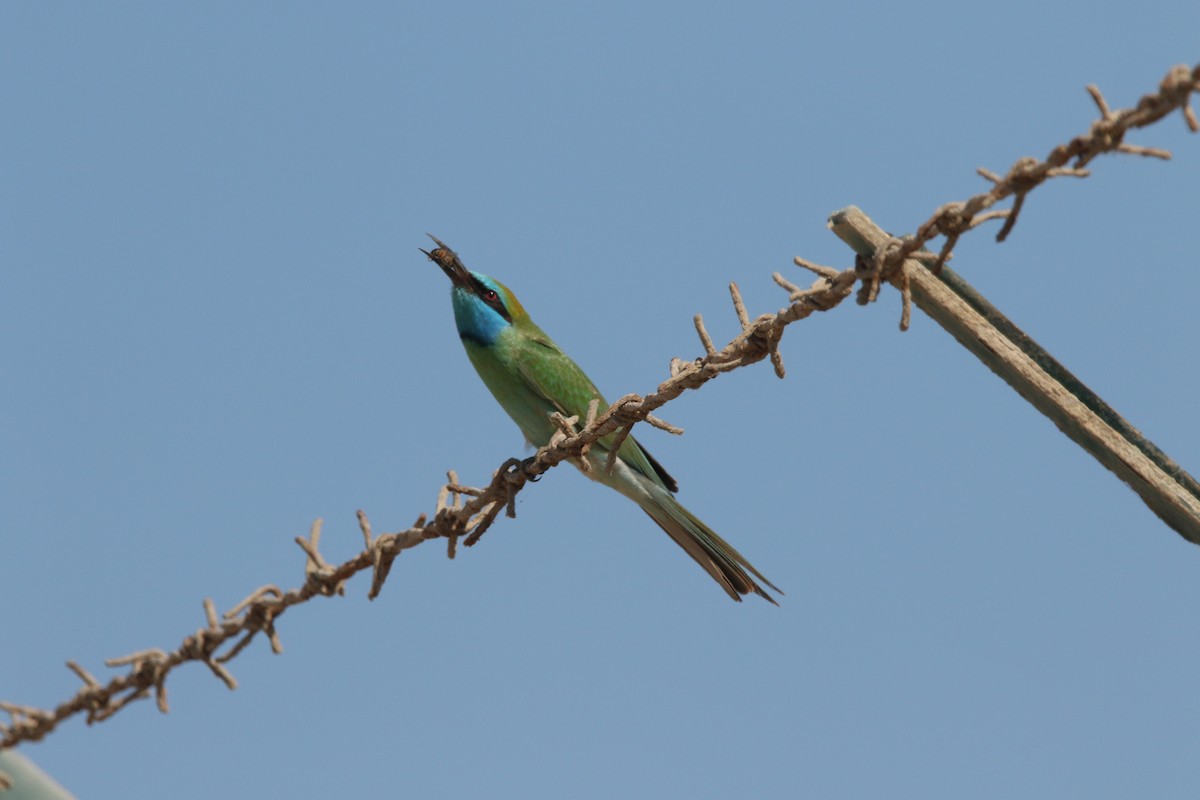 Arabian Green Bee-eater - ML645200133