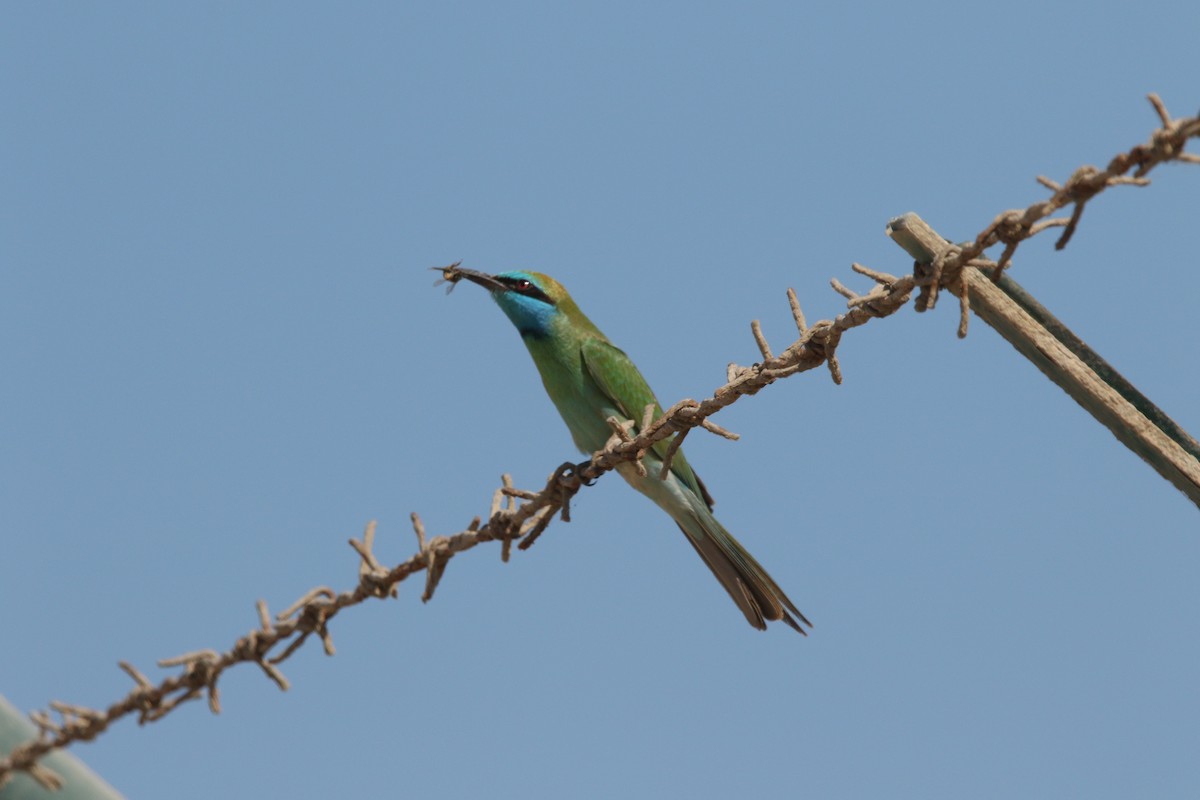 Arabian Green Bee-eater - ML645200134
