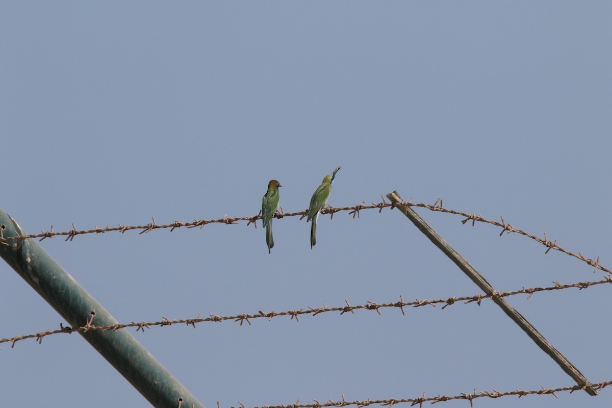 Arabian Green Bee-eater - ML645200135
