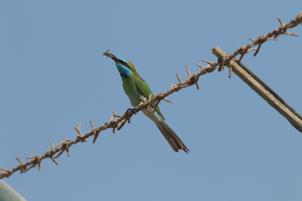 Arabian Green Bee-eater - ML645200136