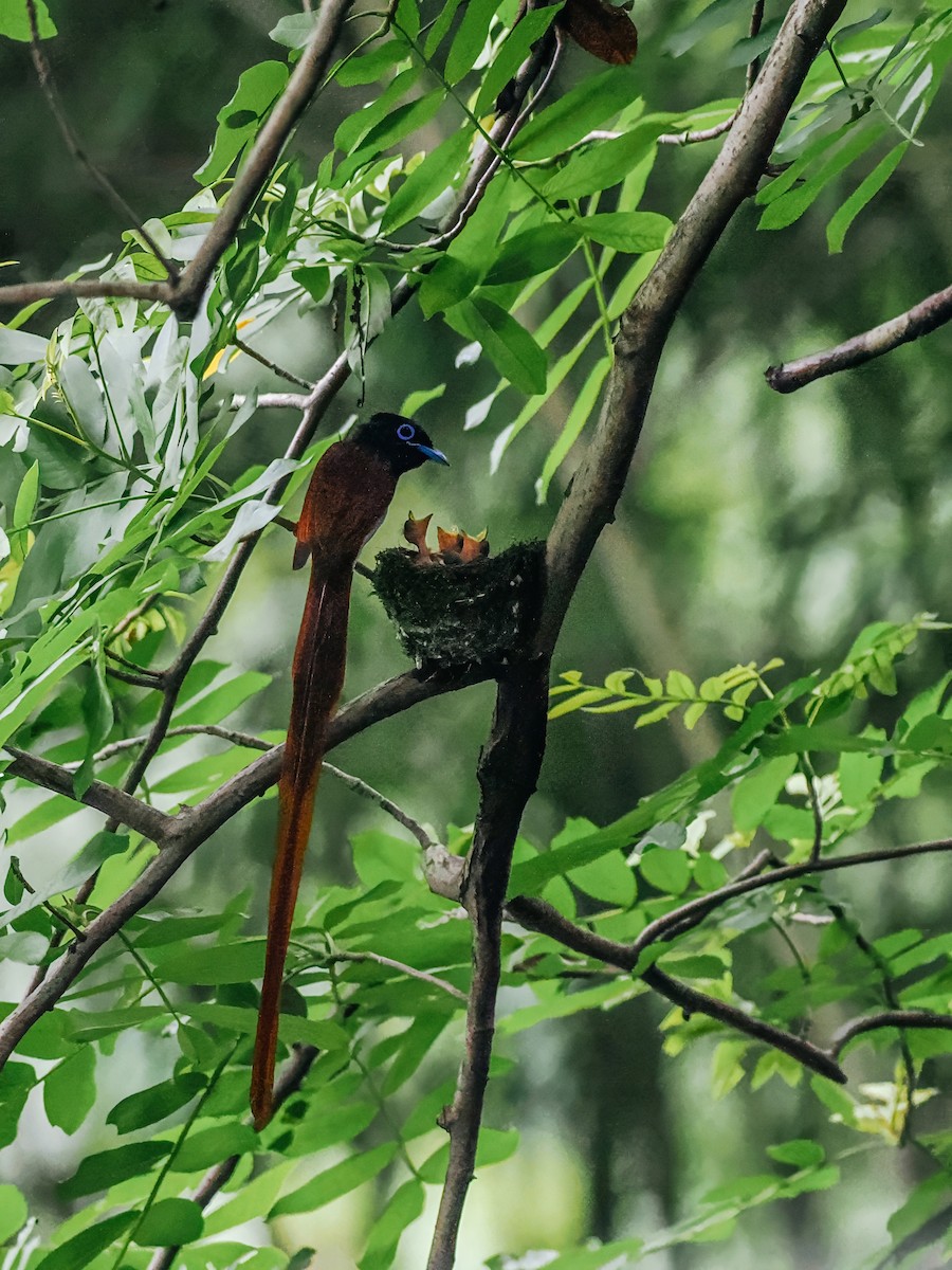 Амурская райская мухоловка - ML645200146