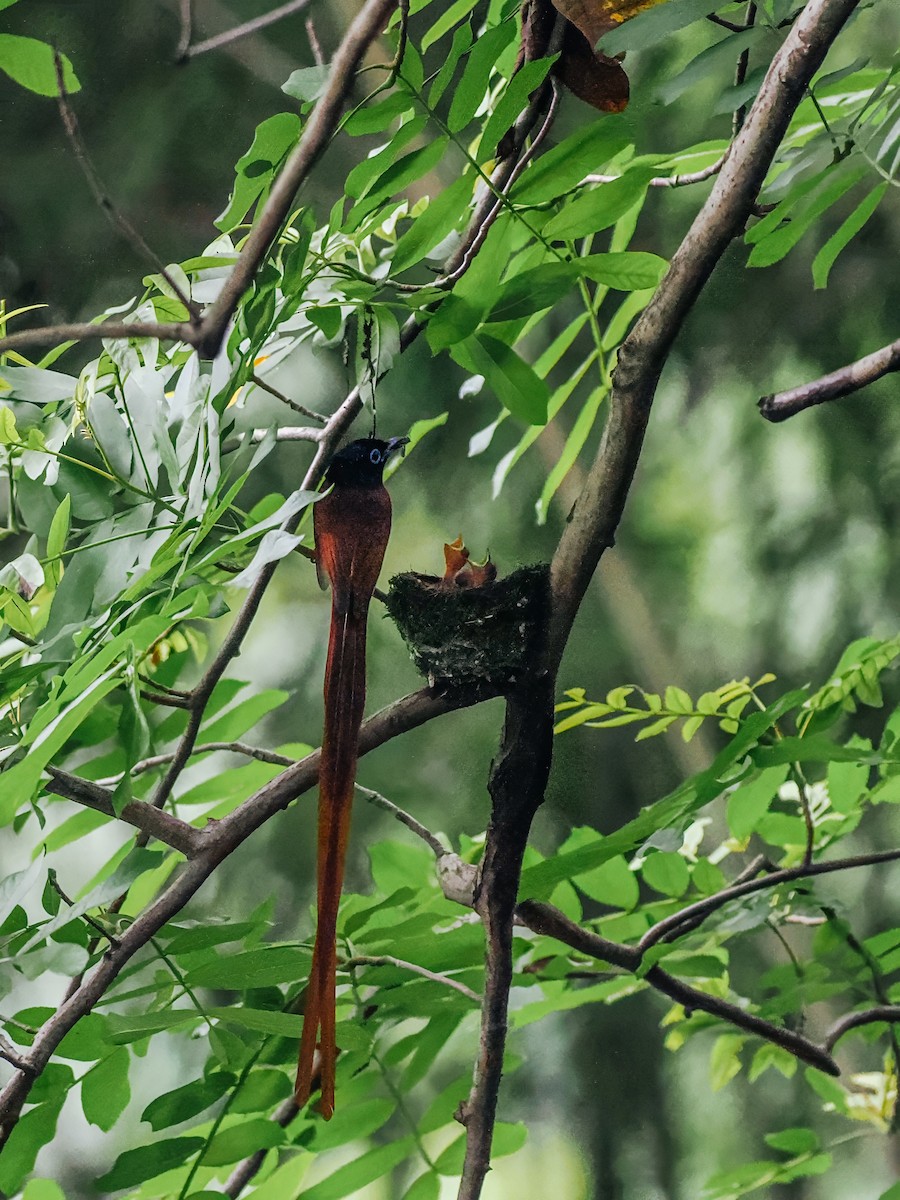 Амурская райская мухоловка - ML645200147