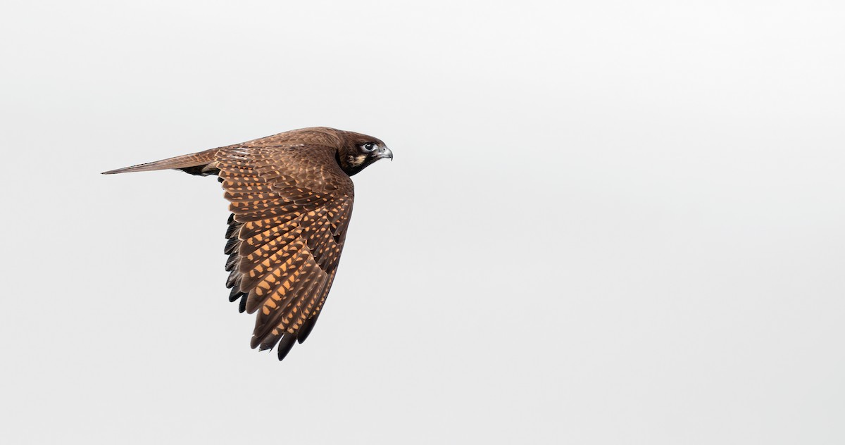 Беригора - ML645200150