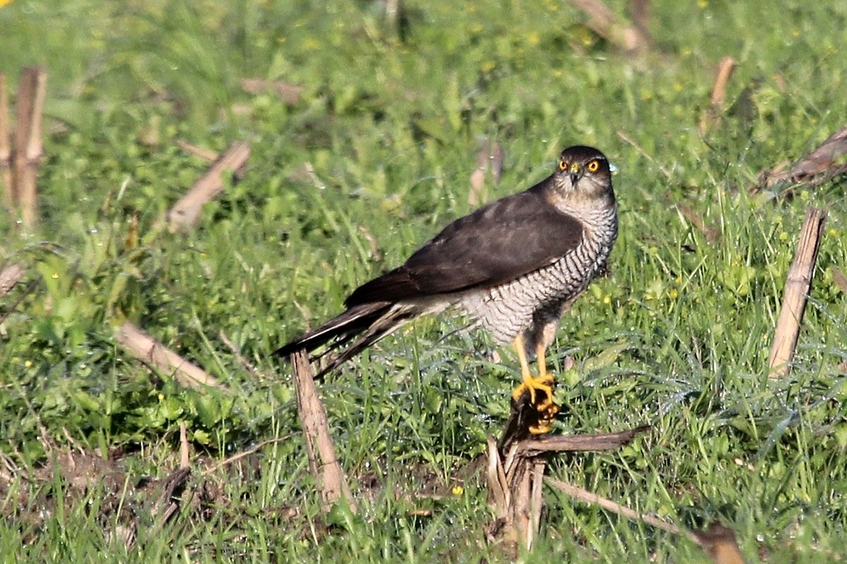 Перепелятник - ML645200152