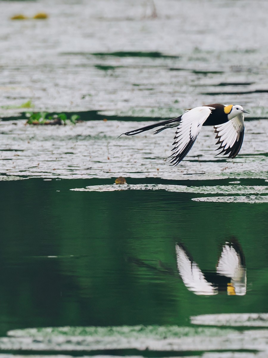 Фазанохвостая якана - ML645200153