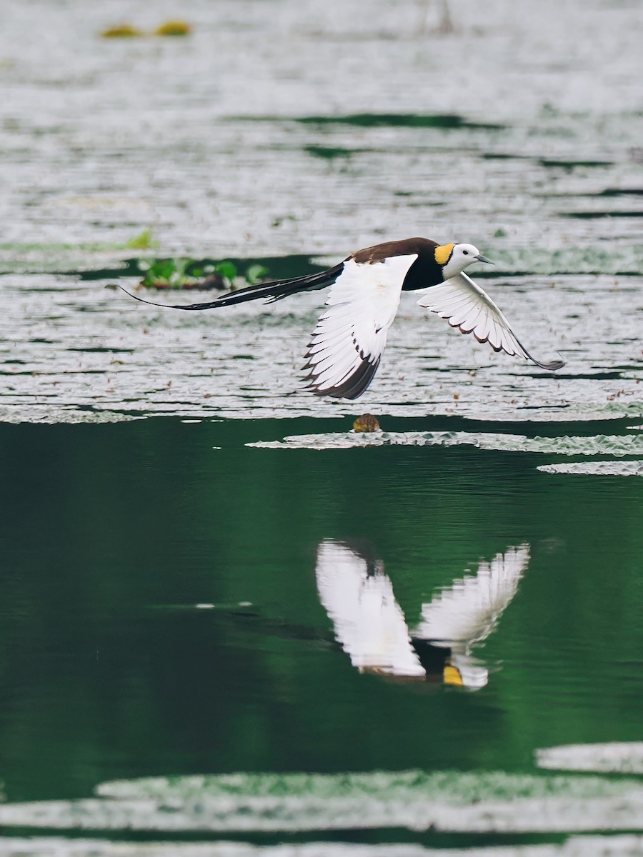 Фазанохвостая якана - ML645200154