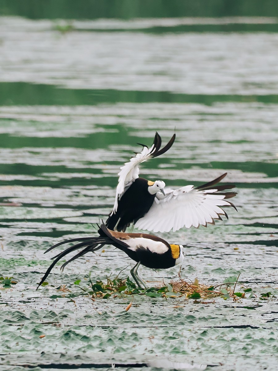 Фазанохвостая якана - ML645200155