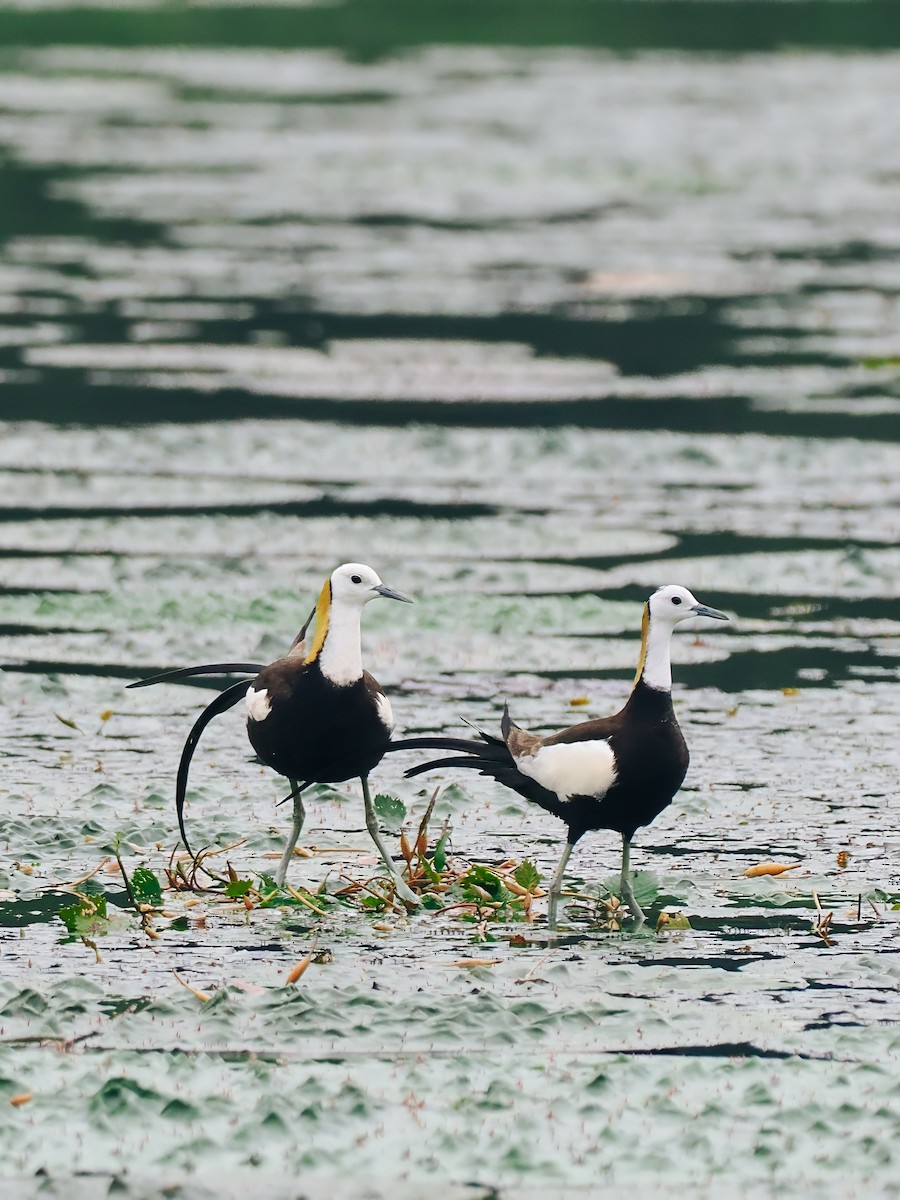 Фазанохвостая якана - ML645200156