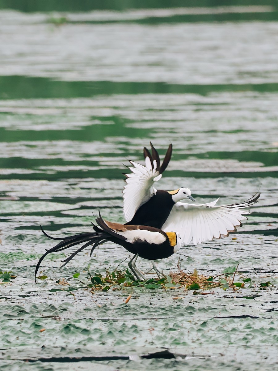 Фазанохвостая якана - ML645200157