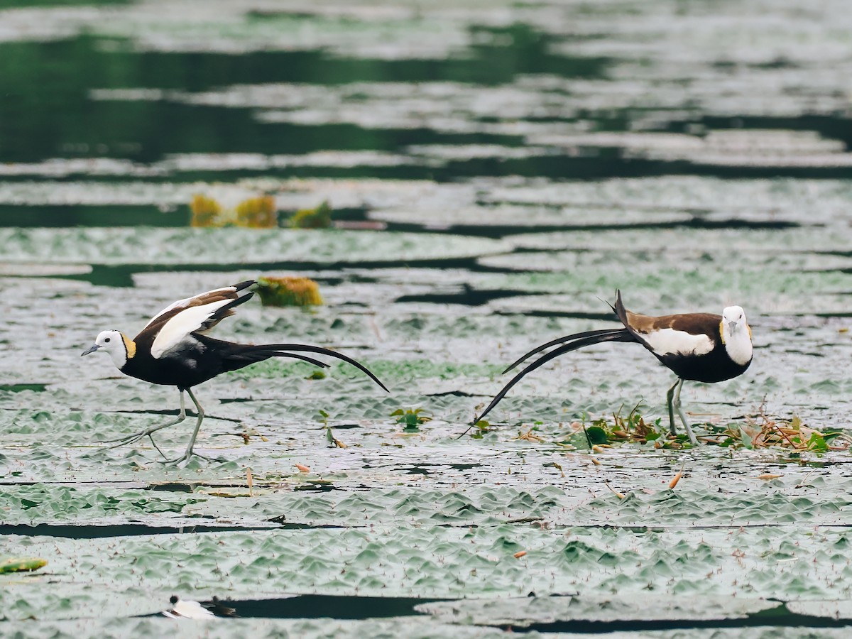 Фазанохвостая якана - ML645200158