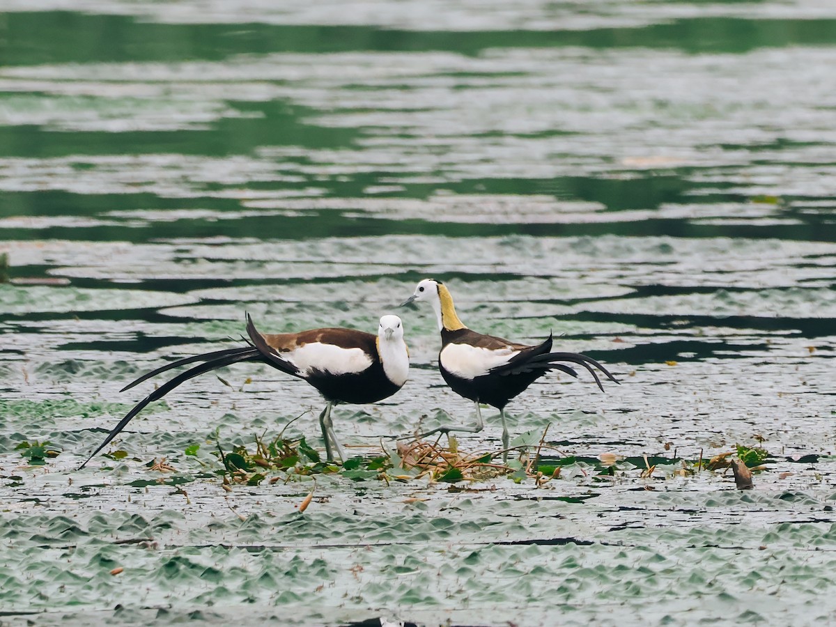 Фазанохвостая якана - ML645200159