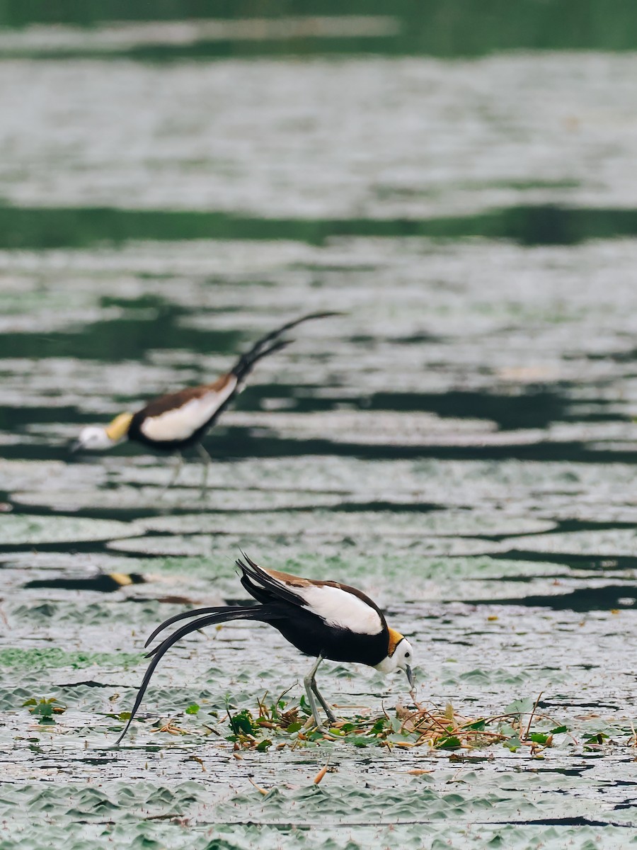 Фазанохвостая якана - ML645200160