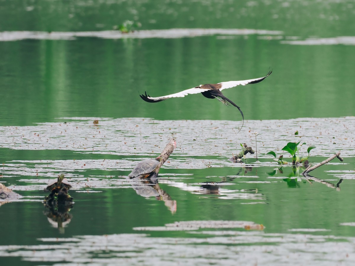 Фазанохвостая якана - ML645200161