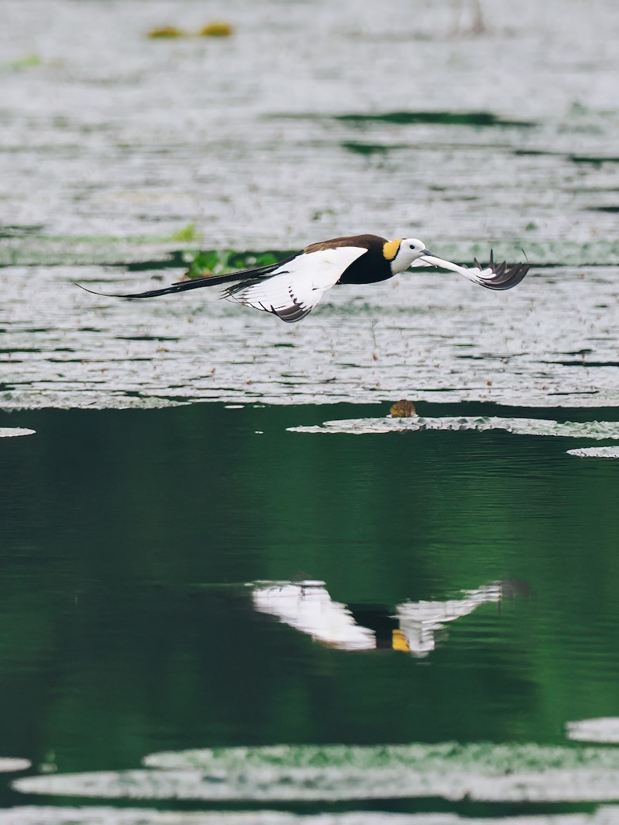 Фазанохвостая якана - ML645200162