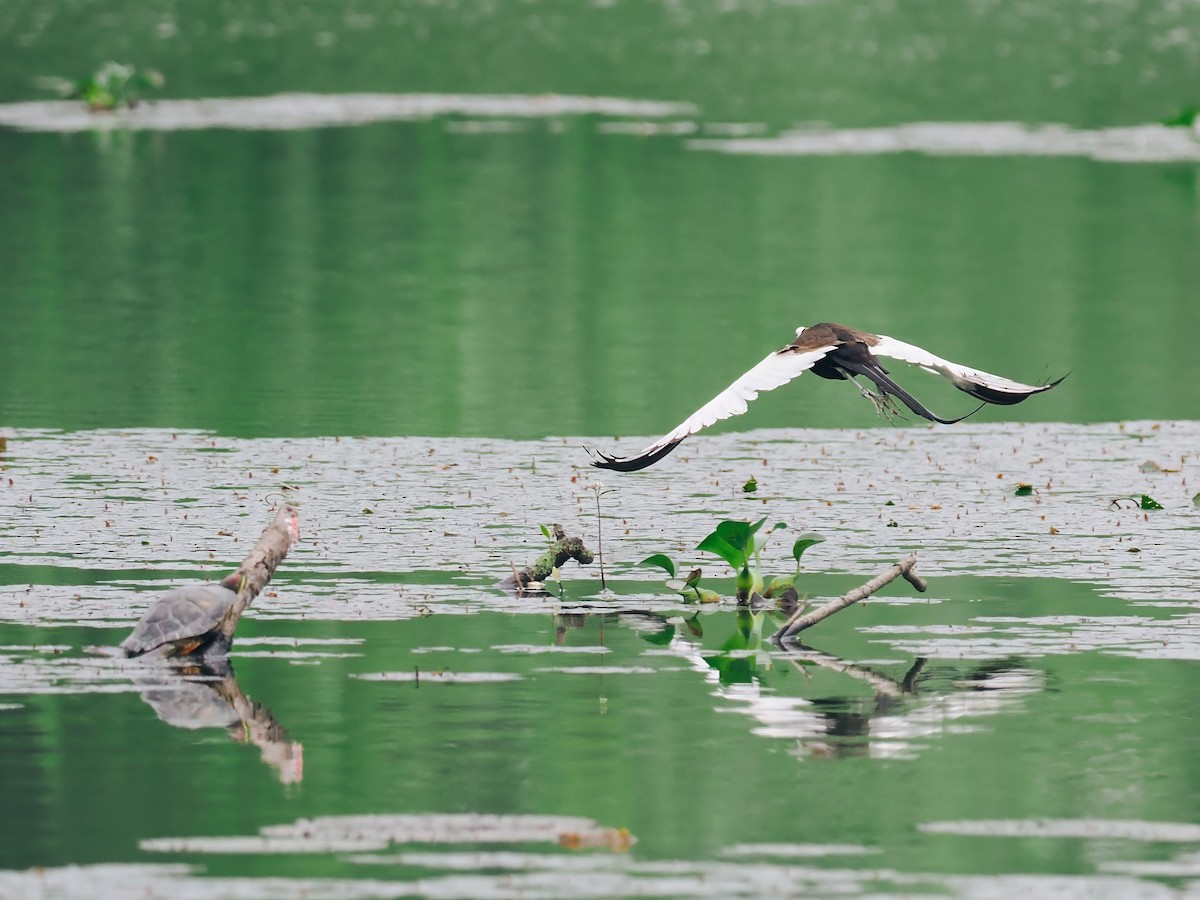 Фазанохвостая якана - ML645200163